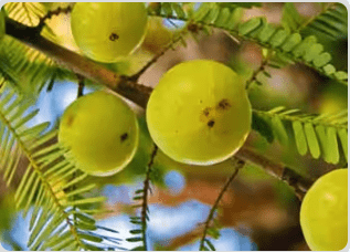 Amla (Indian Gooseberry)